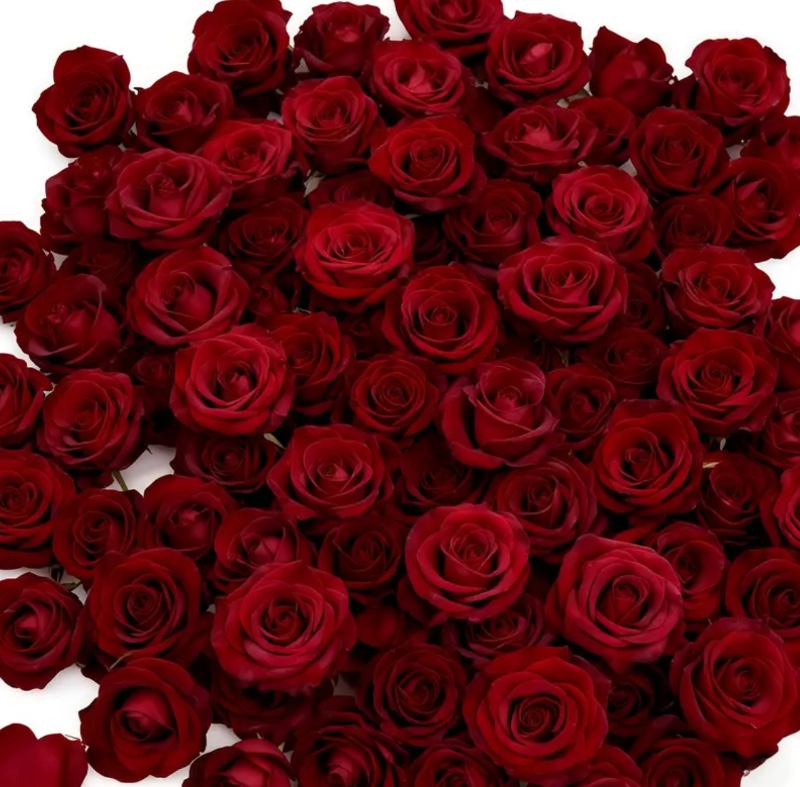 100 roses artificielles
